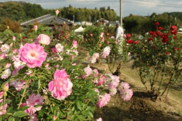 園内に咲き誇る秋バラ=岡山県津山市で
