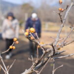 咲くのを待つロウバイのつぼみ