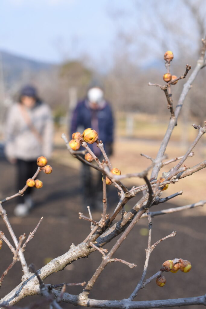 咲くのを待つロウバイのつぼみ