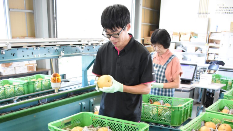 久米特産の新高梨の出荷作業=岡山県津山市で