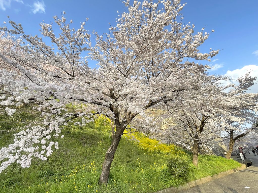 鶴山公園の周囲には菜の花と桜の共演が=2023年3月27日午後5時8分