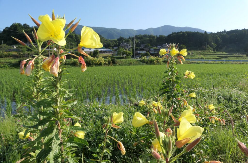 山里を彩る鮮やかな黄色い花