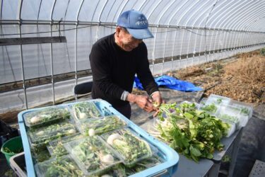 春の七草の出荷が最盛期　かすかな“春の香り”が新鮮　七草粥（がゆ）を食べて1年を健康に／岡山・津山市　