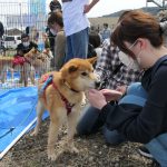 訪れた人たちとふれあう保護犬たち