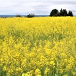 那岐山麓に咲き誇る菜の花