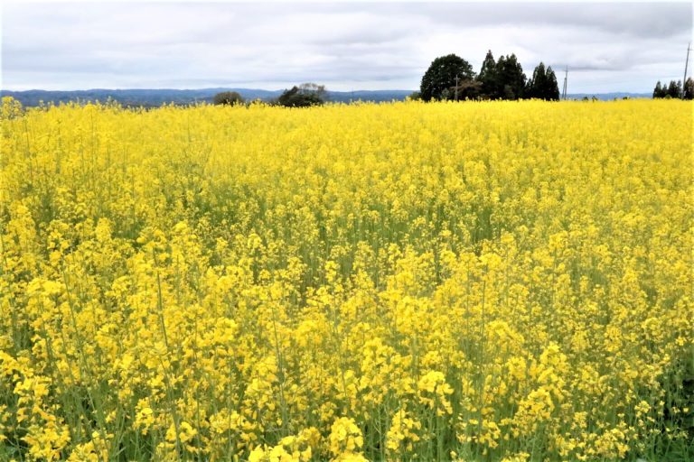 那岐山麓に咲き誇る菜の花