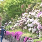 園内を彩るシャクナゲ