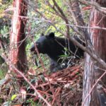 美作市内で昨年捕獲されたツキノワグマ（県提供）