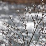 二十四節気の「雨水」