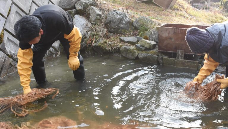 和紙の原料のミツマタを洗う「川ざらし」=岡山県津山市で