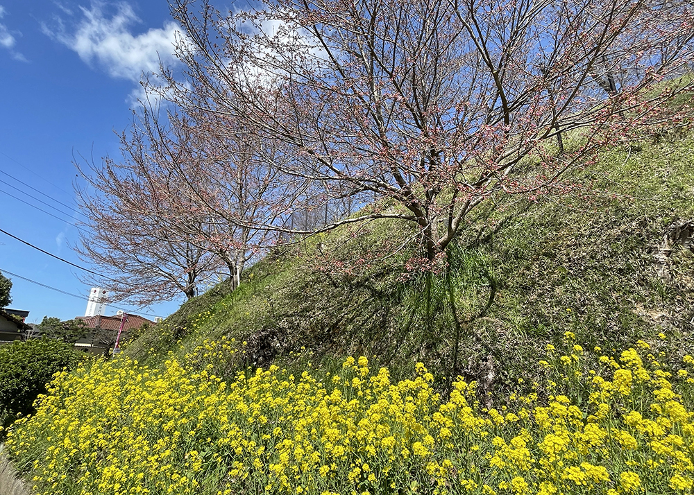 津山城を囲む桜と菜の花＝2024年3月27日 午前11時46分