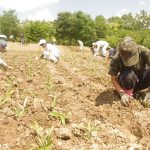 センニチコウの苗を植えるひかりの丘の利用者とスタッフ