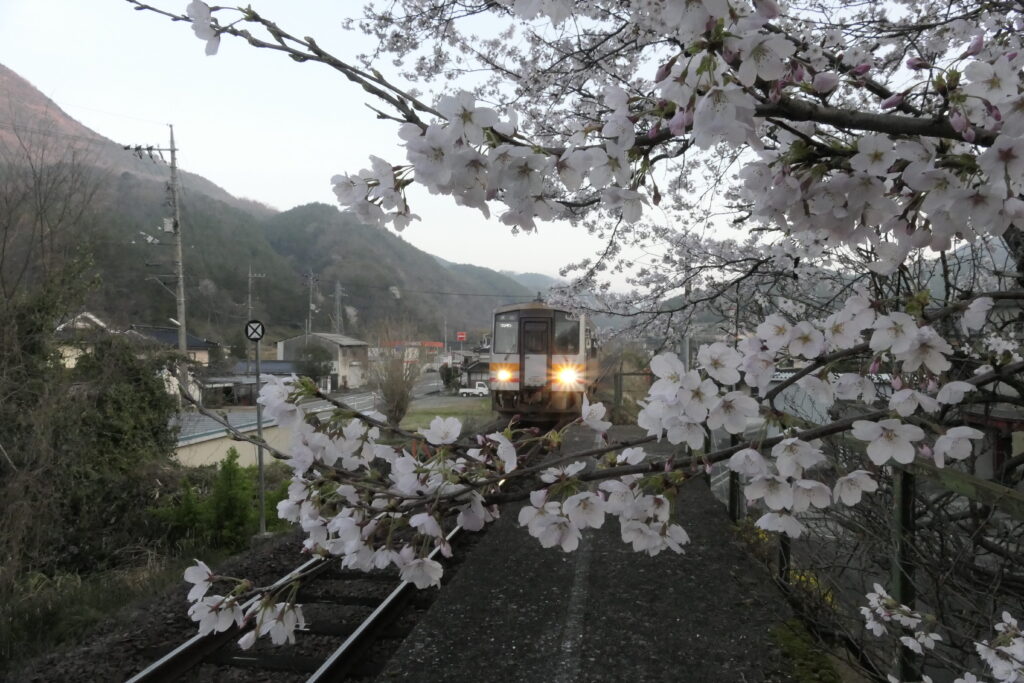 桜が覆う三浦駅に到着する始発列車