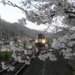 桜が覆う三浦駅に到着する始発列車