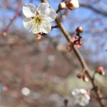 ほころび始めた白梅