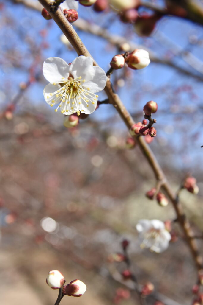 ほころび始めた白梅