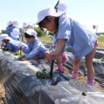 サツマイモの苗を植える園児たち=岡山県鏡野町で