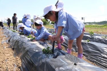 サツマイモの苗を植える園児たち=岡山県鏡野町で