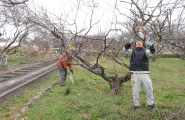 手分けして梅の剪定に取り組む地域住民ら=岡山県津山市で
