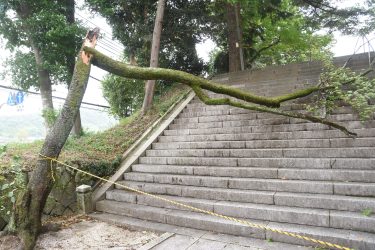 大型で強い台風10号、樹木が倒伏