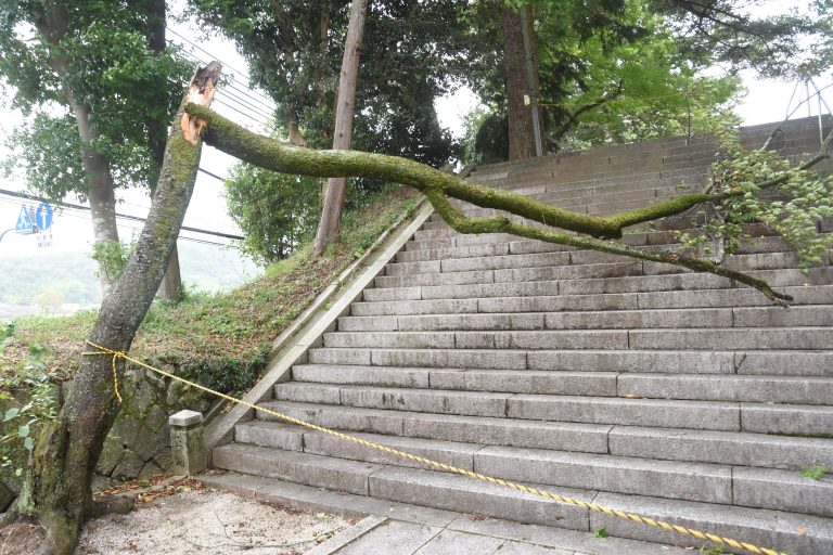 大型で強い台風10号、樹木が倒伏