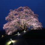 足元を照らす光と醍醐桜=2024年4月3日午後6時44分、岡山県真庭市で