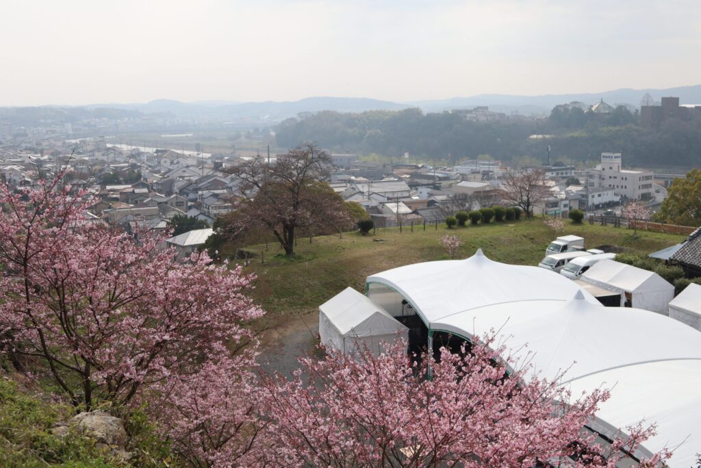 イベントが行われるテント周辺で色づく桜=2024年3月31日午前8時50分