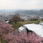 イベントが行われるテント周辺で色づく桜=2024年3月31日午前8時50分