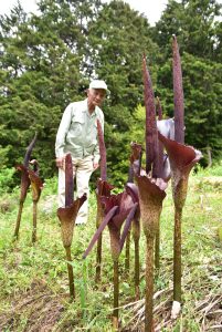 一斉に花を咲かせたコンニャク＝岡山県津山市総社の山中で