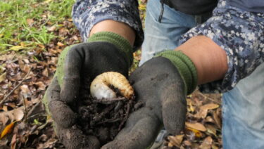 カブトムシの幼虫を手にする長船さん=岡山県津山市で