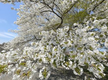 オオシマザクラも満開に、桜吹雪の中の散策・石垣にある不思議な刻印探しも楽しい【2023年津山さくらまつり 4月4日】／岡山・津山市