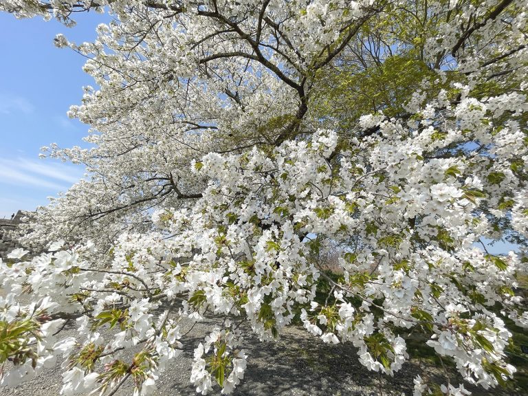 本丸付近の大島桜も満開に=2023年4月4日午前11時35分