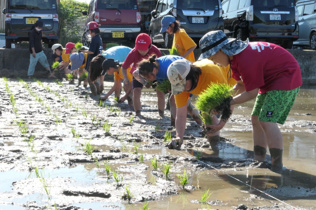 田植えに挑戦する子どもたち