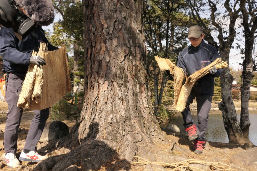 松の木に巻いていたこもを外す市観光協会職員