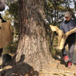 松の木に巻いていたこもを外す市観光協会職員