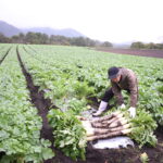 広い大根畑での収穫作業=岡山県真庭市で