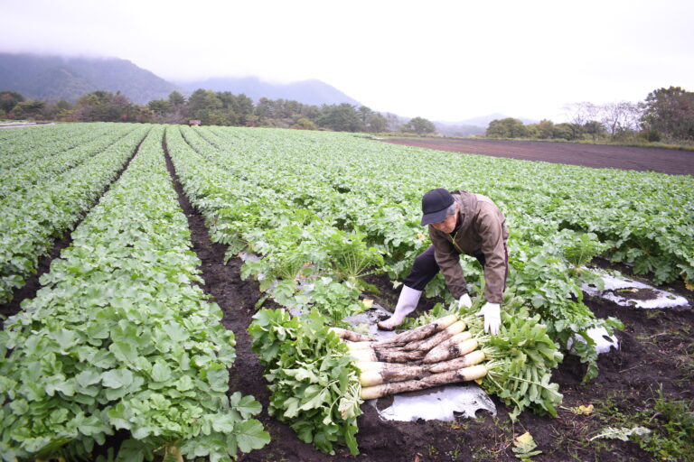 広い大根畑での収穫作業=岡山県真庭市で