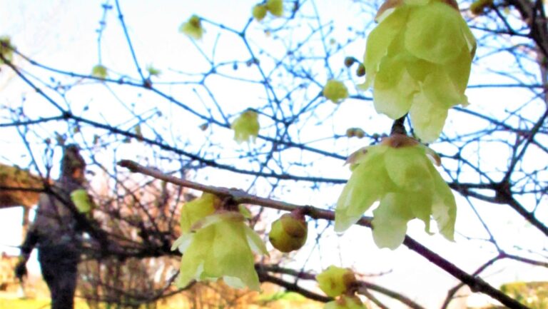 寒中にほころぶロウバイの花＝グリーンヒルズ津山で