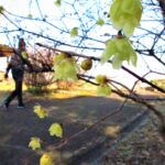 寒中にほころぶロウバイの花＝グリーンヒルズ津山で