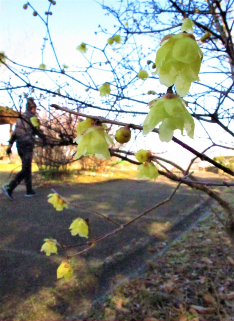 寒中にほころぶロウバイの花＝グリーンヒルズ津山で