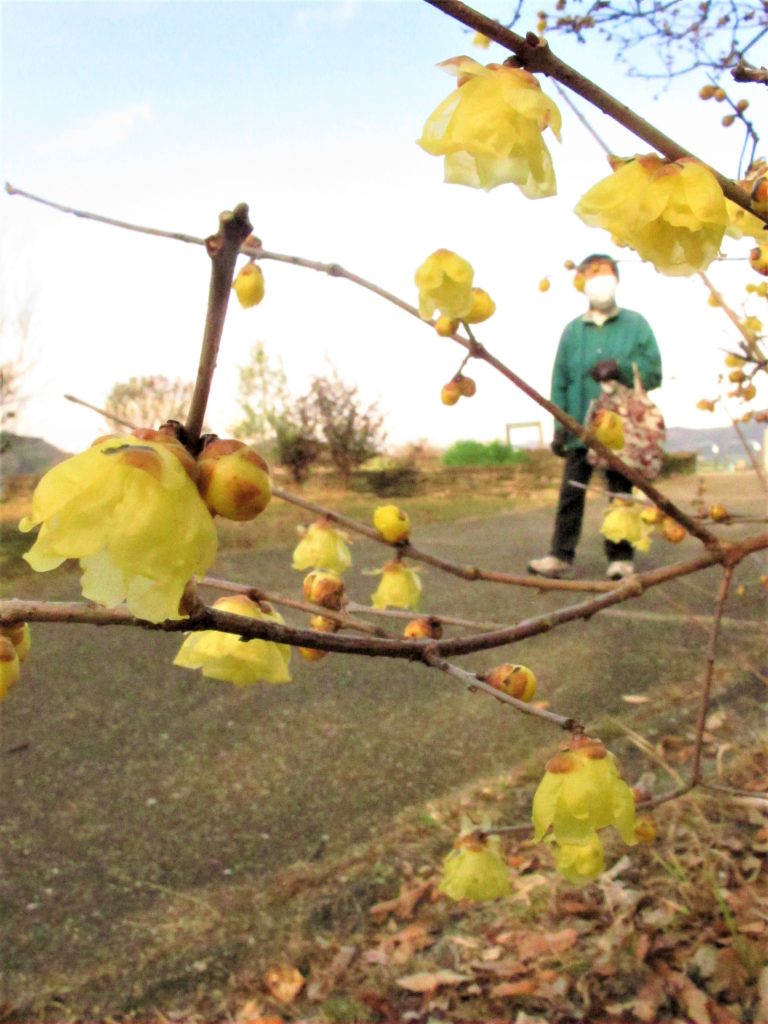 寒中にほころぶロウバイの花＝グリーンヒルズ津山で