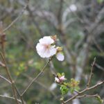 里山を彩る桜＝岡山県津山市で＝