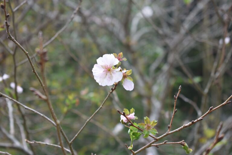 里山を彩る桜＝岡山県津山市で＝