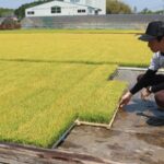 日光を浴びてすくすくと育つ苗＝岡山県勝央町、勝央育苗センターで