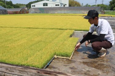 日光を浴びてすくすくと育つ苗＝岡山県勝央町、勝央育苗センターで