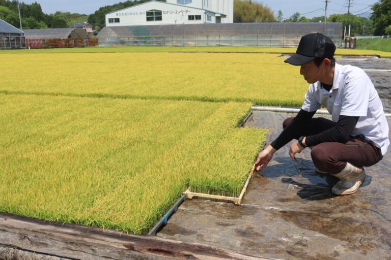 日光を浴びてすくすくと育つ苗＝岡山県勝央町、勝央育苗センターで