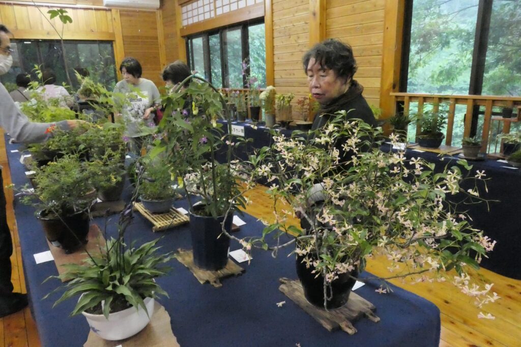 素朴な美しさを醸し出す山野草