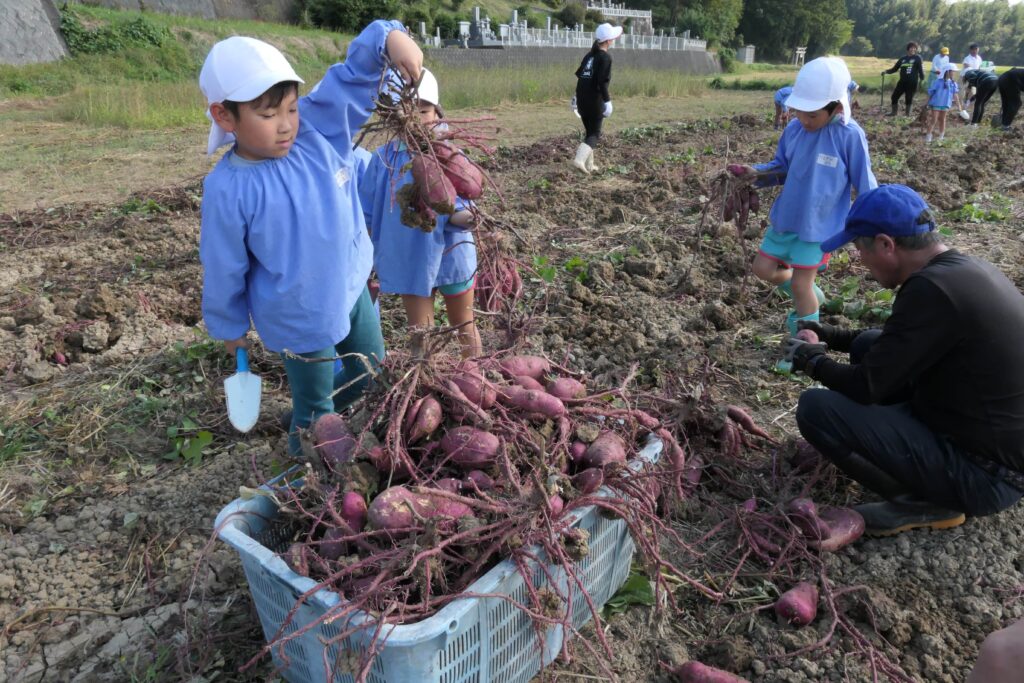 この日獲れたサツマイモ=岡山県鏡野町で