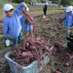 この日獲れたサツマイモ=岡山県鏡野町で