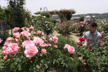 多種多様なバラが咲き誇る園内=岡山県津山市で
